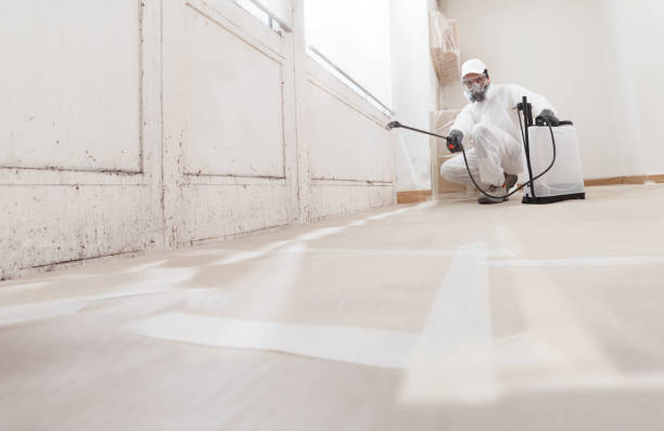 Black mold remediation team in Danvers